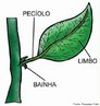 As folhas so rgos vegetativos das plantas, geralmente verdes, cujas principais funes so a de realizar a fotossntese e as trocas gasosas com o meio. Se originam de primrdios foliares localizados nas extremidades dos caules e dos ramos.<br /> <br /> Palavra-chave: Fotossntese. Limbo. Pecolo. Bainha. Vegetais. Partes. Folha.