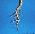 Estrutura vegetal onde é possível detectar com clareza uma raiz principal distinta das raízes secundárias. A raiz tem como função absorver do solo os nutrientes necessários à sobrevivência do vegetal.<br /> <br /> Palavra-chave: Botânica, partes, plantas, fixação, reserva.