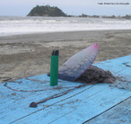 Filo Cnidaria, flutuante, empurrada pelo vento, com tentculos para baixo, presena de clulas urticantes nos mesmos chamadas de cnidcitos e seus tentculos podem chegar at 30 metros.<br /> <br /> Palavras-chave: Cnidaria, Cnidcitos, Tentculos, Urticante.