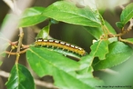 E o primeiro estgio de larva dos insetos e possui o aspecto de verme.<br /> <br /> Palavra-chave: estgio, larva, insetos, vermes, Zoologia, Biologia, Cincias.