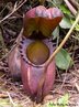 A planta Nephentes rajah é uma trepadeira carnívora que costuma devorar moscas por meio de um jarro pendurado na extremidade de suas folhas. É típica das florestas da ilha de Bornéu, na Ásia.<br /> <br /> Palavra-chave: Plantas. Carnívoras. Insentívoras. Nephentes. Trepadeira. Angiospermas. 
