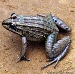 Anfbio de grande porte encontrado em alguns pases da Amrica do Sul. De hbito noturno,  encontrada em brejos, lagoas e pntanos. Alimenta-se de invertebrados e pequenos vertebrados, como aves.<br /> <br /> Palavra-chave: batrquios, vertebrados, leptodactylus labyrinthicus, anfbios, anura.