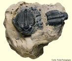 Trilobita