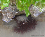 Filo Cnidaria, Classe Anthozoa, so aquticos, fixos e possuem tentculos com substncia urticante.<br /> <br /> Palavra-chave: Cnidaria, Anthozoa, fixos, urticante.