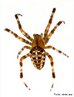 Aranha