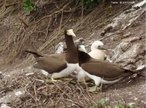 So aves sociais que voam em bando e vivem nas proximidades da costa, mergulhando em guas relativamente rasas em busca de peixes e crustceos.Os casais nidificam em rochedos e principalmente em ilhas costeiras. Tm em mdia dois ovos, dos quais normalmente s um filhote sobrevive. Os filhotes tm o corpo coberto por uma penugem branca e esto sob os cuidados de seus pais zelosos, que se revezam na busca de alimento e na defesa de seu ninho contra predadores, como urubus e gaivotas.<br /> <br /> Palavra-chave: mergulho, mumbembo, Sula leucogaster, Pelicaniformes.