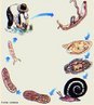 Representa o ciclo de vida do protozoário Schistosoma mansoni, causador da doença Esquistossomose, na espécie humana.<br /> <br /> Palavra-chave: Protozoose. Protozoário. Miracídio. Cercária. caramujo. Biomphalaria. Schistosoma.