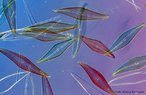 São microalgas que apresentam como principal característica uma frústula silicosa. Ocorrem em todos os ambientes, marinho, salobro, dulcícula e hipersalino e são encontradas em águas tropicais, temperadas e polares, são planctônicas ou bentônicas. Se reproduzem por fissão binária, com uma valva desenvolvendo uma célula-filha e servindo como valva maior.<br /> <br /> Palavra-chave: algas inferiores, Pirrófitas, unicelulares, Protista.