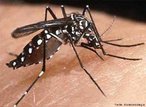 Inseto transmissor do vrus da dengue e do vrus da febre amarela. Apresenta hbitos diurnos. Somente as fmeas se alimentam de sangue para a maturao de seus ovos, extremamente resistentes (conseguem sobreviver vrios meses sem gua, necessria para a incubao). Os machos alimentam-se de substncias vegetais e aucaradas.<br /> <br /> Palavra-chave: Mosquito. Artrpode. Insetos. Doena. Dengue. Febre. Amarela. Culicidae. Transmissor. 