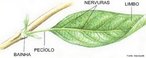 Estrutura da planta que tem como principais funções a realização de trocas gasosas com o meio e a fotossíntese. Palavras-chave: transpiração, gutação, pecíolo, limbo, bainha e estípulas.