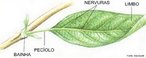 Estrutura da planta que tem como principais funes a realizao de trocas gasosas com o meio e a fotossntese. Palavras-chave: transpirao, gutao, pecolo, limbo, bainha e estpulas.