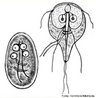 Protozorio causador, na espcie humana, da doena giardase. A transmisso de seus cistos,  espcie humana, se faz atravs de gua e alimentos contaminados.<br /> <br /> Palavra-chave: Trofozoto. Patologia. Cistos. Giardase. Protozorio.