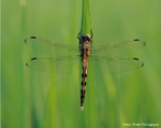 Inseto alado pertencente a ordem Odonata. Mede de 2 a 16 cm de envergadura e vivem, em mdia, 4 anos. Apresentam metamorfose incompleta.<br /> <br /> Palavra-chave: hemimetbolos, artrpodes, insetos, exvia, ninfas, Anisoptera.