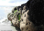 Mexilhões ou Mariscos pertence ao Filo Mollusca, Classe Bivalvia (concha com duas partes - valvas), são sésseis, fixos pelo bisso às rochas costeiras ou enterrados na areia do fundo e seus pés são apropriados para cavar. Poliquetos pertence ao Filo Annelida, Classe Polychaeta, possuem muitas cerdas no corpo, marinho e são considerados vermes aquáticos.<br /> <br /> Palavra-chave: Mollusca, Bivalvia, Valvas, Sésseis, Aquático, Annelida, Polychaeta, Vermes.