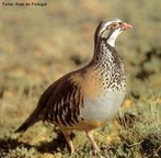 Animal vertebrado pertencente a classe das aves. Gosta de umidade e possui um bico forte que usa para escavar o solo em busca de alimentos (sementes, frutos e razes). Quando assustado costuma eriar as penas do alto da cabea, formando um topete alto. <br /> <br /> Palavra-chave: galiformes, presa, caa, tinamdeo, aves.