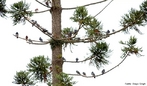 Filo Chordata, Classe das Aves, Ordem Columbidae, Famlia Columbiformes que inclui os pombos, pombas, rolas e rolinhas.H cerca de 300 espcies desta famlias distribudas em todos os continentes. Os columbdeos so aves de pequeno e mdio porte, com pescoo, bico e patas curtas, que se alimentam de sementes e frutos.<br /> <br /> Palavra-chave: Chordata, aves, Columbidae, Columbiformes, espcies, porte, Zoologia, Biologia, Cincias.