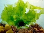 Alga da família das clorofíceas que cresce nas rochas e visíveis durante a maré baixa. Apresenta folhas largas e compridas semelhantes a folhas de alface. Rica em vitamina C e A, constituem a base das cadeias alimentares aquáticas, permitindo a manutenção da vida nesses ambientes.<br /> <br /> Palavra-chave: alface-do-mar, Chlorophyta, algas superiores, reino Plantae.