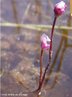 A Utricularia é uma planta carnívora aquática de aspecto filamentoso capaz de atingir vários metros de profundidade. Devora de uma só vez, uma grande quantidade de microcrustáceos e larvas de insetos.<br /> <br /> Palavra-chave: Lentibulariaceae. Angiosperma. Carnívora. Aquática. Filamentosa. Planta. Utricularia. 