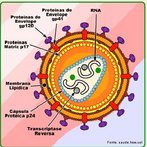 O vírus HIV é um ser extremamente pequeno, acelular, constituído por uma cápsula de proteína e material genético do tipo RNA. Parasita intracelular obrigatório e responsável pela síndrome da imunodeficiência humana – AIDS. Palavras-chave: retrovírus, parasitas, patologias, mutações, SIDA.