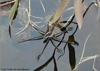 Aranha aqutica em riacho da Serra do Cip - MG.<br /> <br /> Palavra-chave: aranha, aqutica, riacho, biodiversidade, Zoologia, Biologia, Cincias.