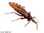 Animal invertebrado pertencente ao filo artrpode. Atua como transmissor do protozorio Trypanosoma cruzi  espcie humana.<br /> <br /> Palavra-chave: chupana, Triatoma infestans, Mal de Chagas, insetos.