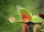 Dionaea muscipula tambm conhecida como papa-mosca abocanha insetos distrados em apenas trs dcimos de segundo, um recorde.  uma das pouqussimas espcies de plantas capazes de realizar movimentos.  uma planta bem pequena, com no mximo 10 cm de altura. Suas folhas so muito particulares, formam uma espcie de armadilha capazes que aprisionar at pequenos sapinhos.<br /> <br /> Palavra-chave: Angiospermas. Plantas. Carnvoras. Insentvoras. 