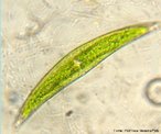 Alga unicelular de forma alongada com numerosos pirenides alinhados e parede bivalve. Os vacolos situam-se nas extremidades das clulas e geralmente possuem caractersticos grnulos de movimento - coclitos. Apresenta dois tipos de reproduo: assexuada atravs de calsporos e sexuada atravs da formao de zigotos.<br /> <br /> Palavra-chave: Reino Protista, algas inferiores, unicelulares.