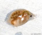 Daphnia sp