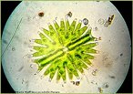 Alga planctônica unicelular que apresenta coloração verde e formato de estrela. <br /> <br /> Palavras-chave: Limnologia, chlorophyta, desmídeas.