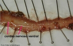 Foto mostrando cordão nervoso ventral após retirada do tubo digestivo da minhoca.<br /> <br /> Palavra-chave: cordão, nervoso, ventral, tubo, digestivo, mecanismo biológico, Zoologia, Biologia, Ciências.