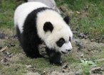 Animal pertencente a Classe Mammalia e Famlia Ursidae. Vive em cavernas e no oco de rvores de florestas das regies montanhosas do sudeste da China. Apesar de serem carnvoros, alimentam-se principalmente de folhas e brotos de bambu. Possuem um comportamento dcil, tranquilo e tmido. No hibernam durante o inverno.<br /> <br /> Palavra-chave: Ailuropoda, mamferos, ursdeos, panda. ameaado. extino.