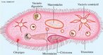 Seres vivos eucariontes, unicelulares, portadores de clios para a locomoo e captura de alimentos. Reproduzem-se assexuadamente por meio de cissiparidade ou bipartio e sexuadamente por conjugao. Vivem em ambientes de gua doce. <br /> <br /> Palavra-chave: protozorio, Protista, ciliforos, micro-organismos, dulccolas.