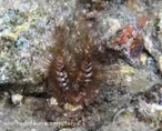 Animais invertebrados pertencentes ao filo Annelida. So animais marinhos e apresentam o corpo coberto por muitas cerdas, que participam da locomoo. <br /> Palavra-chave: aneldeos, parapdios, poliquetos marinhos