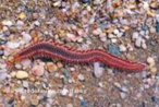 Animais invertebrados pertencentes ao filo Annelida. So animais marinhos e apresentam o corpo coberto por muitas cerdas, que participam da locomoo.<br /> <br /> Palavra-chave: aneldeos, parapdios, poliquetos.